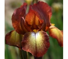 Iris - germanica Bronz