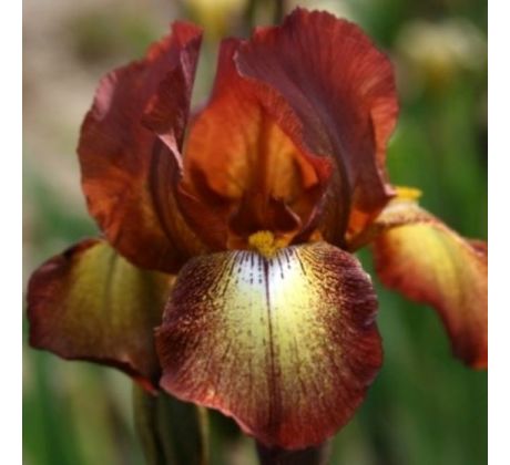 Iris - germanica Bronz