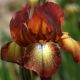 Iris - germanica Bronz