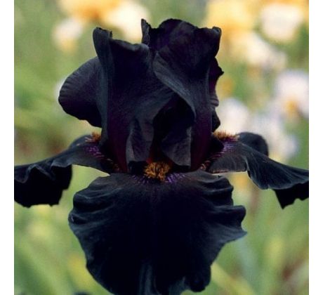 Iris - germanica Black