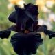 Iris - germanica Black