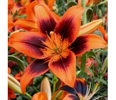 Lilium asiatic - Twosome/ 1 ks