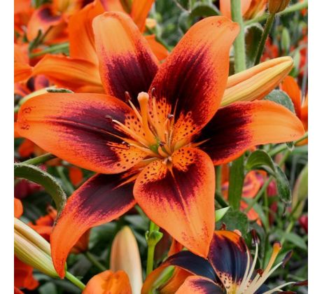 Lilium asiatic - Twosome/ 1 ks