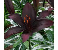 Lilium asiatic - black/1 ks