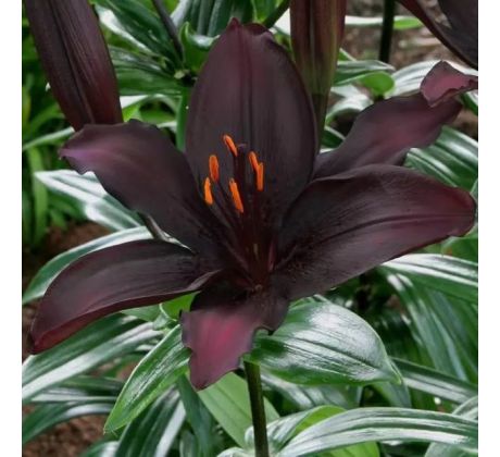 Lilium asiatic - black/1 ks