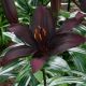 Lilium asiatic - black/1 ks