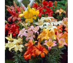 Lilium asiatic - mixed 10 ks