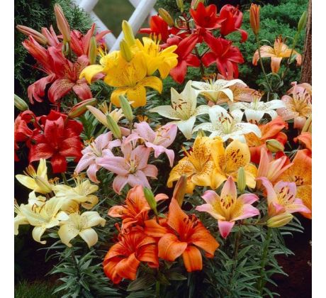 Lilium asiatic - mixed 10 ks