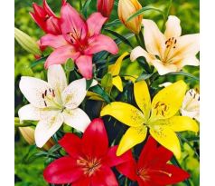 Lilium asiatic - mixed 5 ks