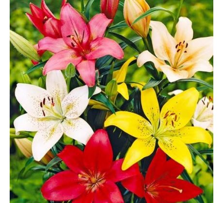 Lilium asiatic - mixed 5 ks