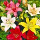 Lilium asiatic - mixed 5 ks