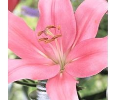 Lilium asiatic -  pink/1 ks