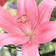 Lilium asiatic -  pink/1 ks