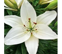 Lilium asiatic - white/1 ks