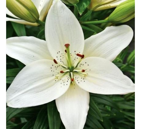 Lilium asiatic - white/1 ks