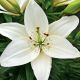 Lilium asiatic - white/1 ks