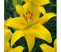 Lilium asiatic - yellow/1 ks