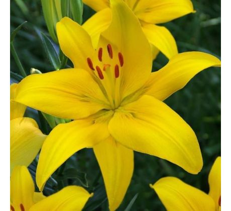 Lilium asiatic - yellow/1 ks