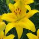 Lilium asiatic - yellow/1 ks