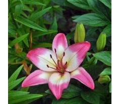 Lilium asiatic - pink white