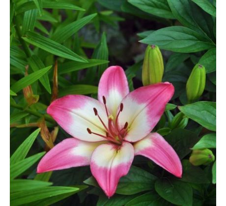 Lilium asiatic - pink white