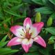 Lilium asiatic - pink white