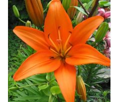 Lilium asiatic - orange/1 ks