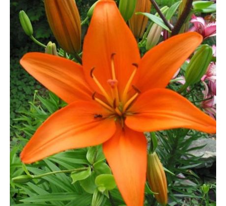 Lilium asiatic - orange/1 ks