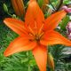 Lilium asiatic - orange/1 ks