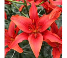 Lilium asiatic -  red/1 ks