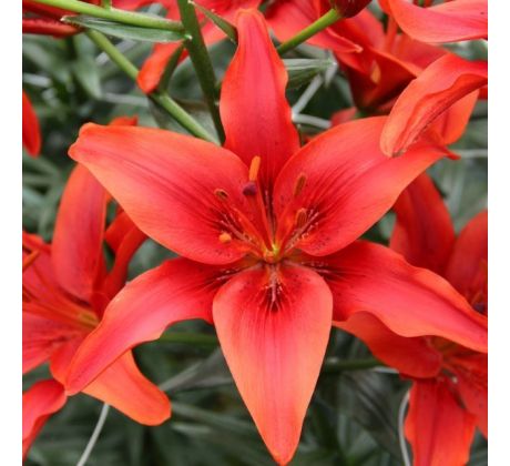 Lilium asiatic -  red/1 ks