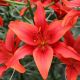 Lilium asiatic -  red/1 ks