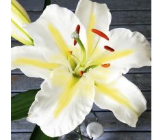 Lilium - white-yellow/1 ks