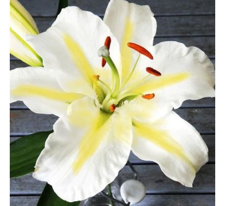 Lilium - white-yellow/1 ks