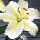 Lilium - white-yellow/1 ks