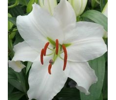 Lilium - Siberia/1 ks