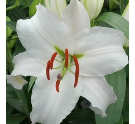 Lilium - Siberia/1 ks