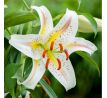 Lilium - Garden Party/1 ks