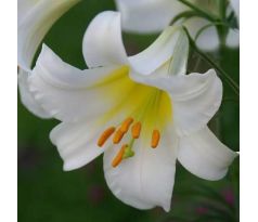 Lilium - Regale/1 ks