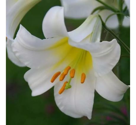 Lilium - Regale/1 ks