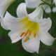 Lilium - Regale/1 ks