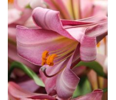 Lilium - Pink Perfection/1 ks