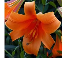 Lilium - African Queen/1 ks