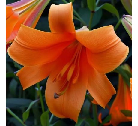 Lilium - African Queen/1 ks