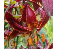 Lilium martagon - Claude Shride/1 ks