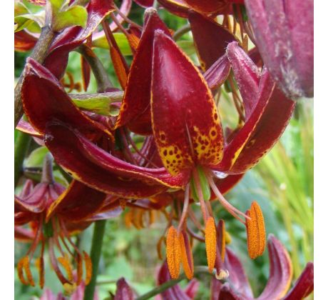 Lilium martagon - Claude Shride/1 ks