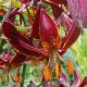 Lilium martagon - Claude Shride/1 ks
