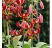 Lilium martagon - Claude Shride/1 ks