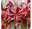 Lilium martagon - Claude Shride/1 ks