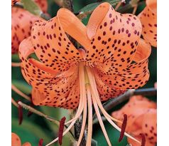 Lilium - tigrinum/1 ks